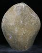 Polished Fossil Coral - Morocco #25727-2